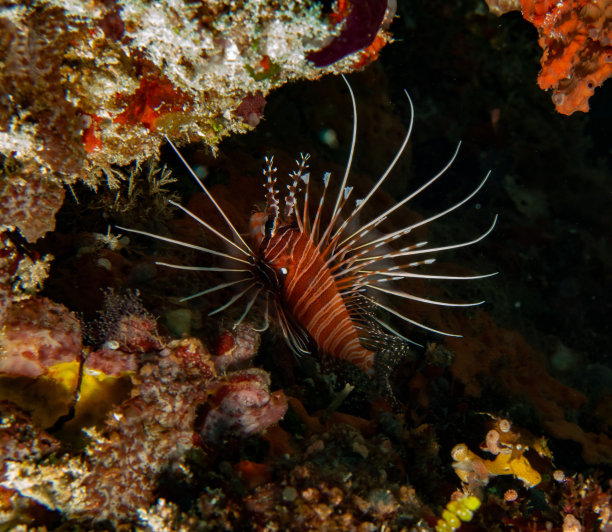lionfish