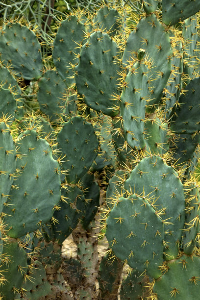 saguaro