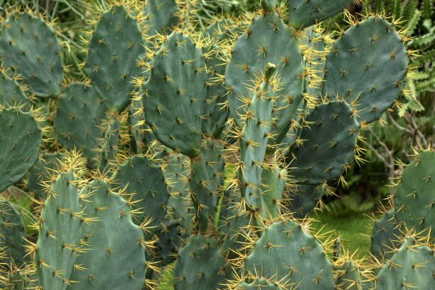 saguaro