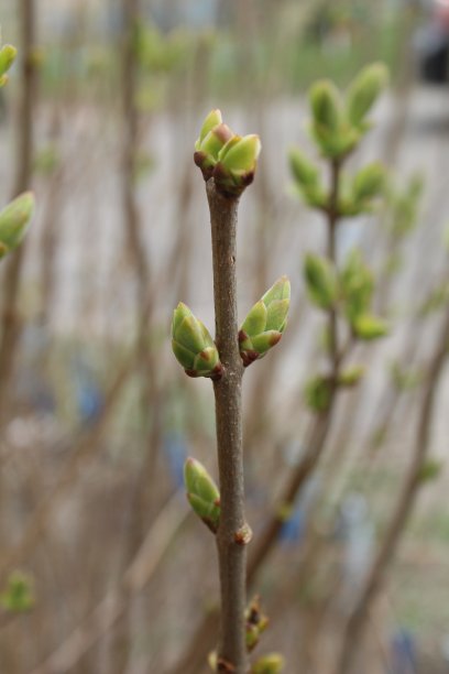 twig