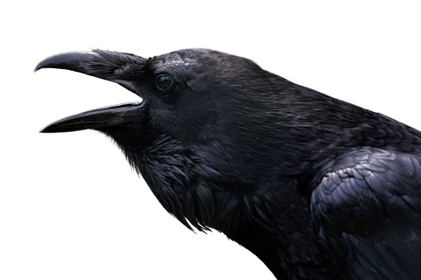 raven