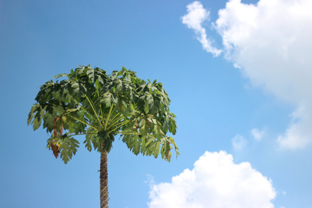 蓝天白云下的木瓜树