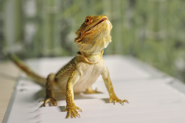 pogona