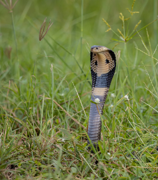 cobra