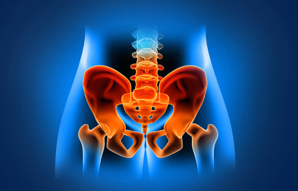 pelvis