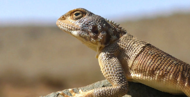 agama