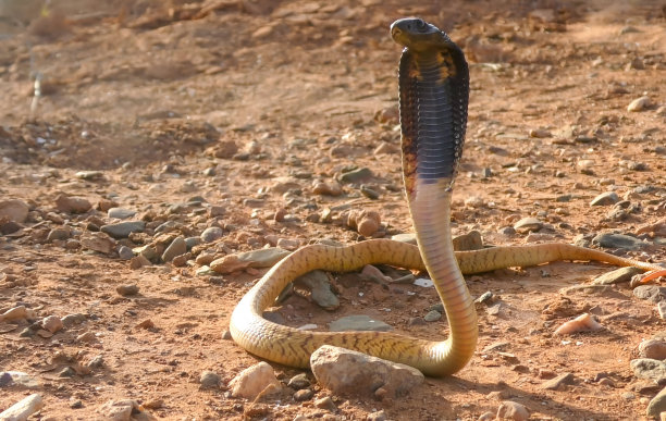 cobra