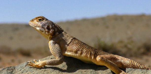 agama
