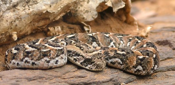 adders