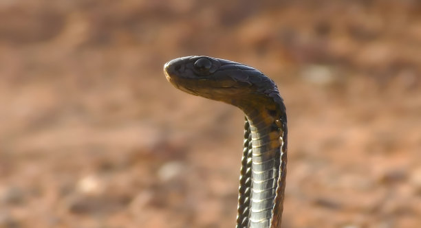 cobra