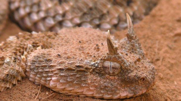 adders