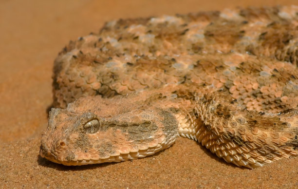 atheris