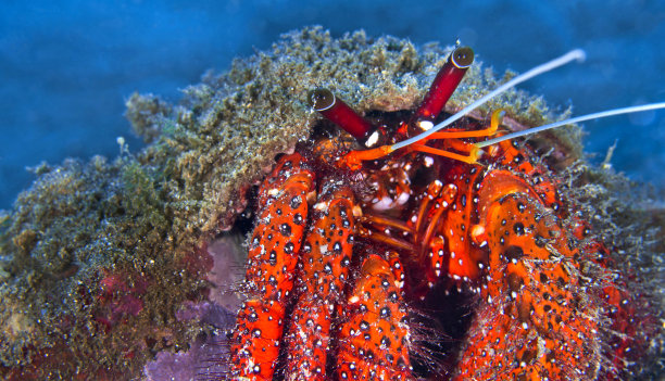 crustacean