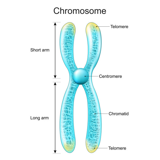 chromosone