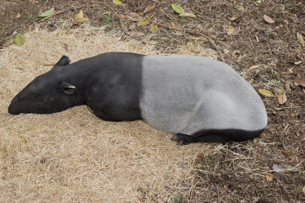 tapir