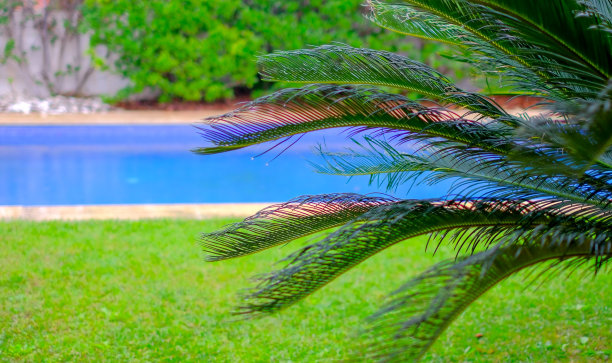 清新蓝绿棕榈叶图案背景