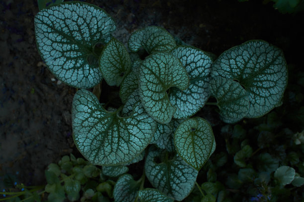 brunnera