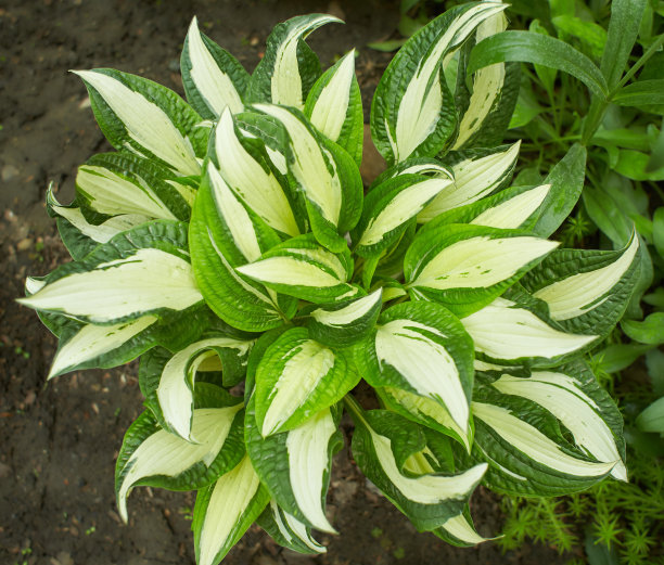 hosta