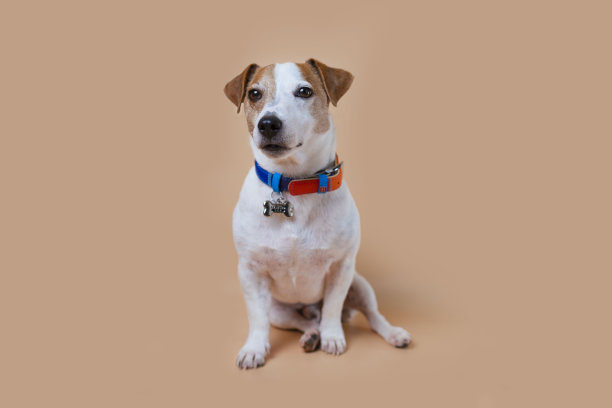 可爱的,动物主题,纯种犬