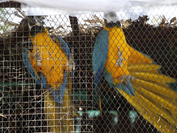 captivity