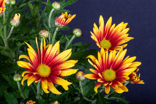 gazania