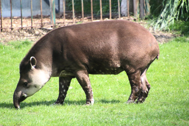 tapir