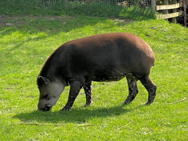 tapir