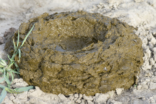 poo