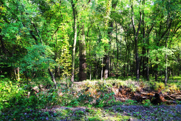 clearing