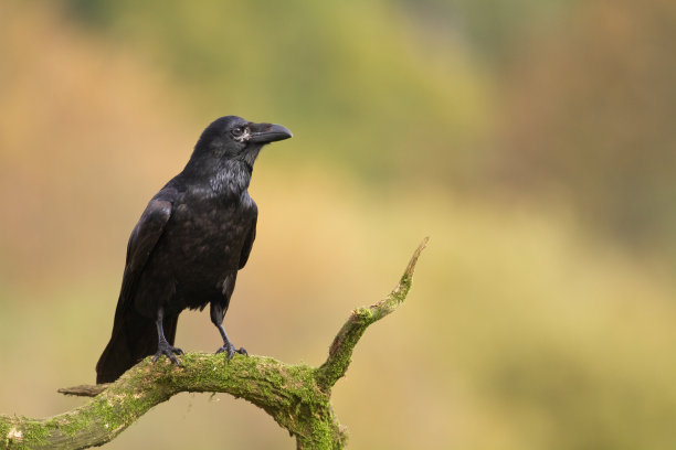 raven