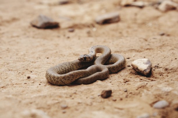 snake