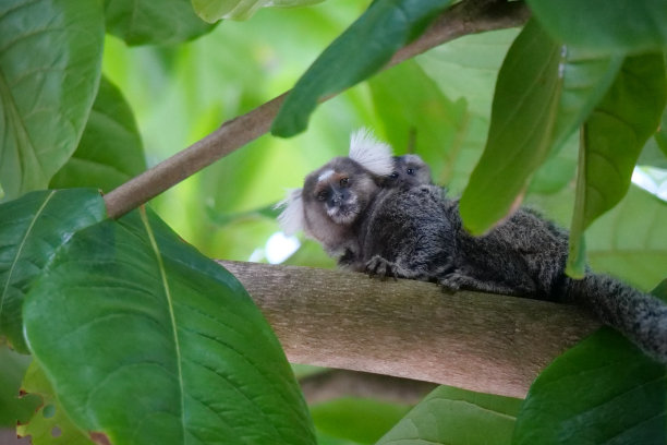 marmoset