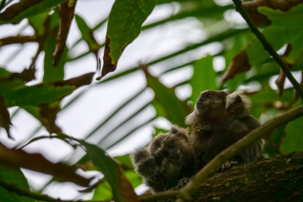 marmoset