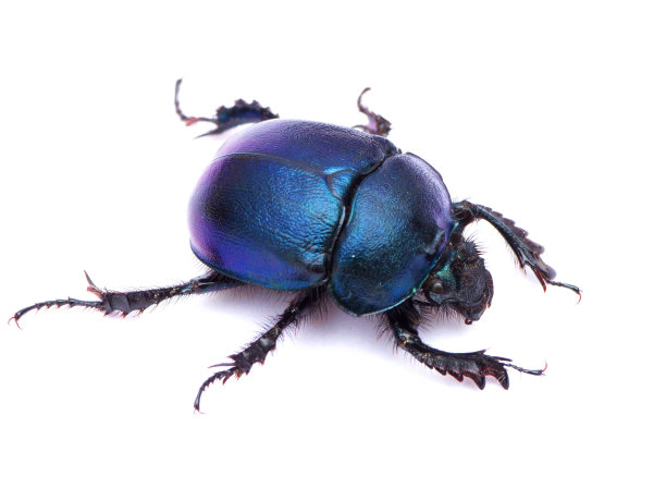 arthropod