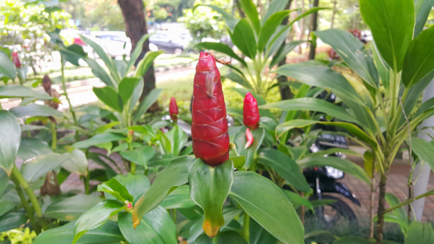 costus