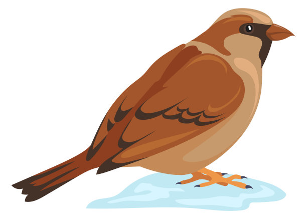 sparrow
