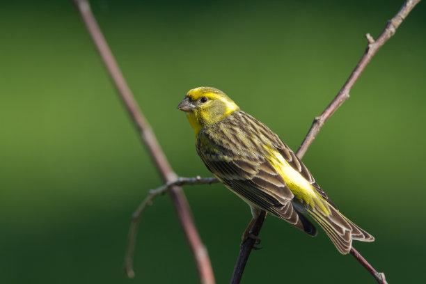canary