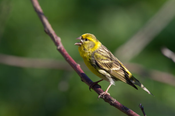 canary