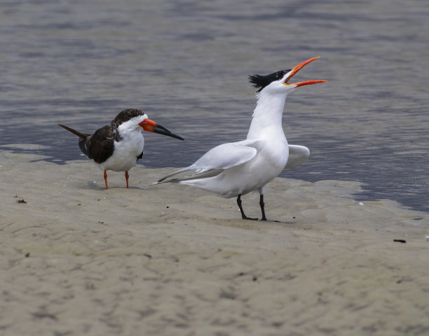 skimmer