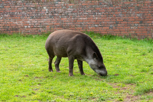 tapir