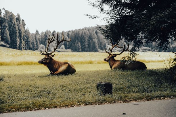reindeer