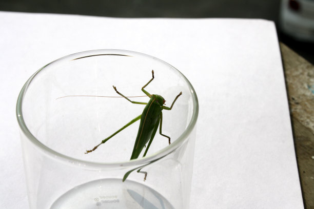 katydid