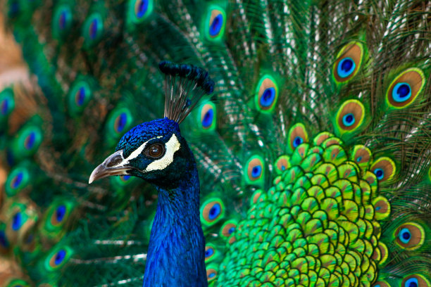 peacock