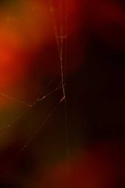红web