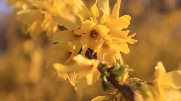 forsythia