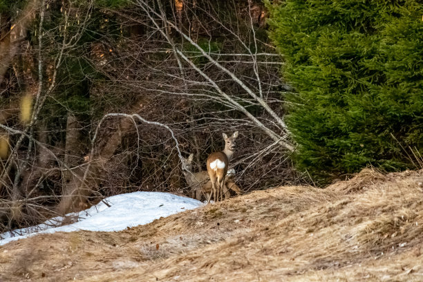 bohinj