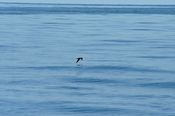 飞鸟蓝色大海壁纸