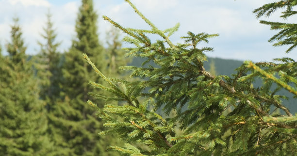 spruce