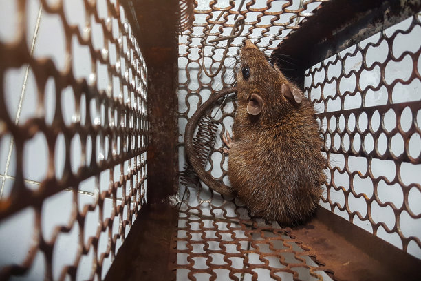 captivity