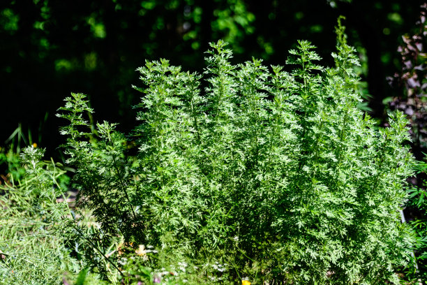 wormwood